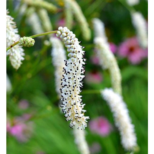 Sanguisorba tenuifolia Alba - Vérfű