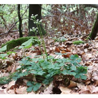 Gombernyő (Sanicula)