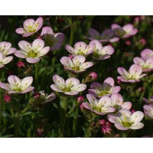 Saxifraga arendsii Apple Blossom - Kőtörőfű