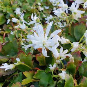 Saxifraga cortusifolia Shiranami - Kőtörőfű