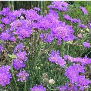   Scabiosa columbaria Pincushion Blue - Galambszínű ördögszem