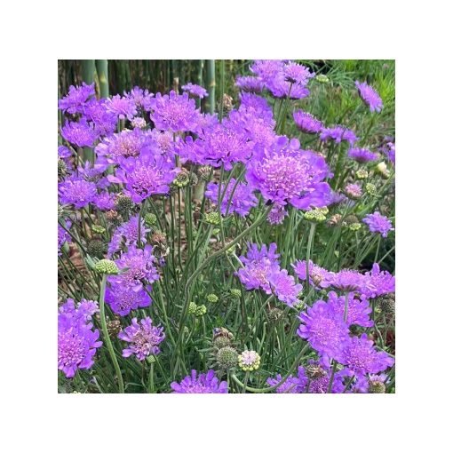 Scabiosa columbaria Pincushion Blue - Galambszínű ördögszem