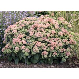 Sedum Coraljade - Varjúháj