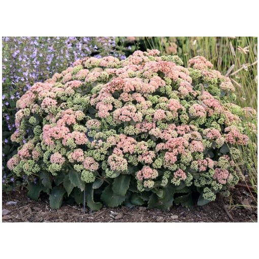 Sedum Coraljade - Varjúháj