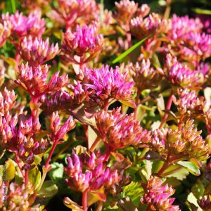 Sedum spurium Purpurea - Kaukázusi varjúháj