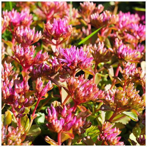 Sedum spurium Purpurea - Kaukázusi varjúháj