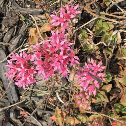 Sedum spurium Roseum - Kaukázusi varjúháj