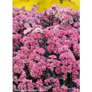 Sedum telephium Seduction Rose Soiree - Kárpáti varjúháj