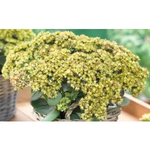   Sedum telephium Seduction Yellow Delicat - Kárpáti varjúháj