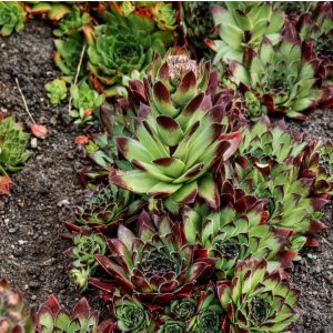 Sempervivum tectorum Alpinum - Kövirózsa