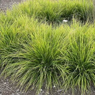 Nyúlfarkfű (Sesleria)