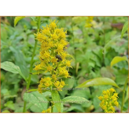 Solidago virgaurea Variegata - Aranyvessző