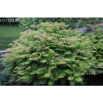 Tollas gyöngyvessző (Sorbaria)