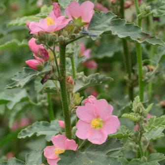 Földgömb mályva (Sphaeralcea)