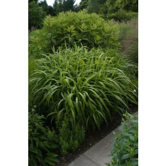 Hajtincsfű (Spodiopogon)