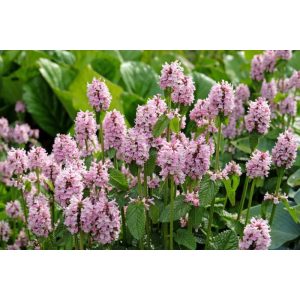 Stachys officinalis Pinky - Orvosi tisztesfű