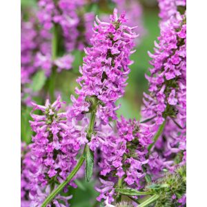 Stachys officinalis Summer Grapes - Orvosi tisztesfű