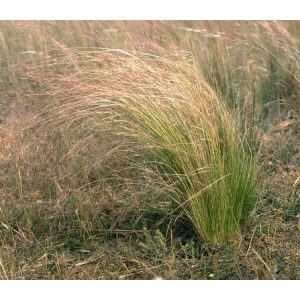 Stipa trichotoma