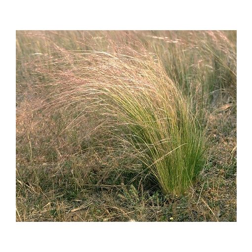 Stipa trichotoma