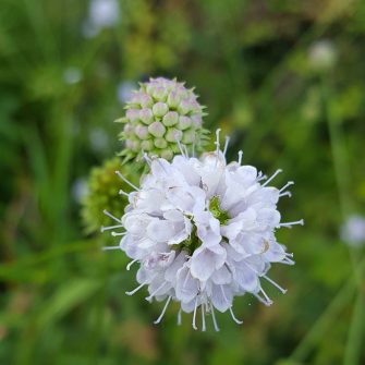 Déli csonkaír (Succicella)