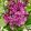 Syringa Bloomerang Dark Purple - Orgona