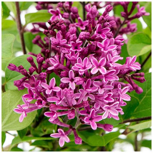 Syringa Bloomerang Dark Purple - Orgona