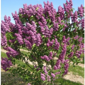 Syringa vulgaris And. an Ludwig Späth - Orgona