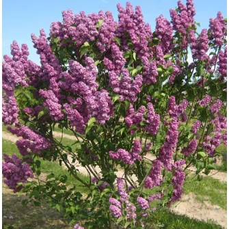 Orgona (Syringa)