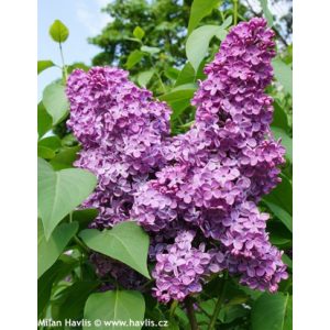 Syringa vulgaris Charles Joly - Orgona