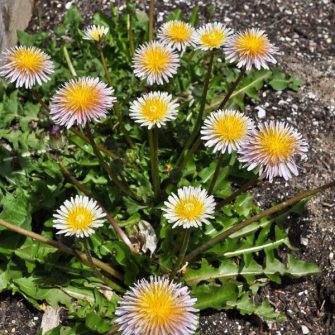 Pitypang (Taraxacum)