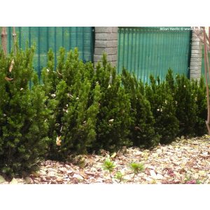 Taxus media Hillii - Tizsafa