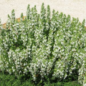 Teucrium chamaedrys Schneeflocke - Sarlós gamandor