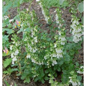 Teucrium lucidrys Alba - Gamandor