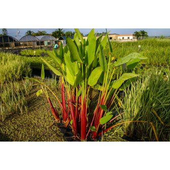 Vízigyömbér (Thalia)