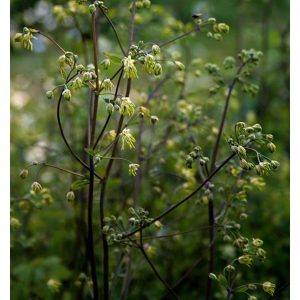 Thalictrum minus - Borkóró