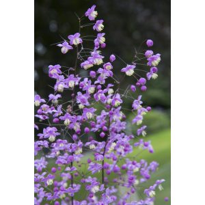 Thalictrum Purple Wings - Borkóró