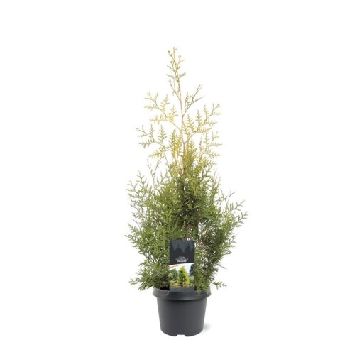 Thuja occidentalis Salland - Nyugati tuja