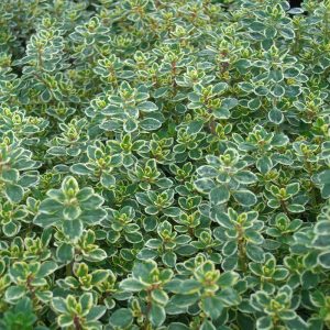 Thymus citriodorus Lemon Variegata - Citromillatú kakukkfű