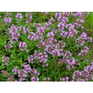 Thymus Elfin - Kakukkfű