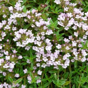 Thymus herba-bar. var.citriodora - Kakukkfű