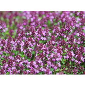 Thymus praecox Bressingham - Korai kakukkfű