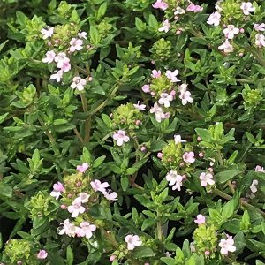 Thymus vulgaris Fredo - Kert kakukkfű