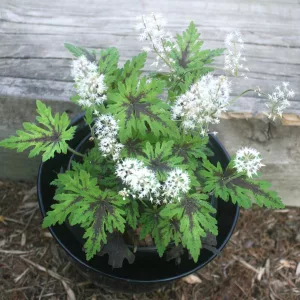Tiarella Timbuktu - Turbántok