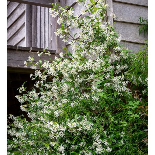 Trachelospermum jasminoides - Csillagjázmin