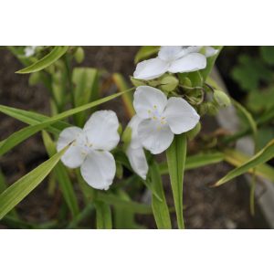 Tradescantia x andersoniana Danielle - Kerti pletyka