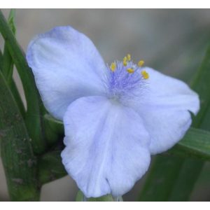 Tradescantia x andersoniana Ocean Blue - Kerti pletyka