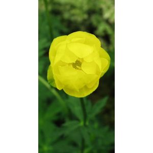 Trollius Lemon Queen - Zergeboglár