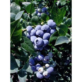 Fürtös áfonya (Vaccinium)