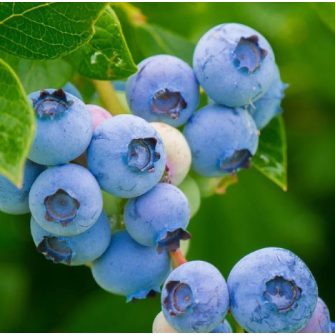 Fürtös áfonya (Vaccinium)