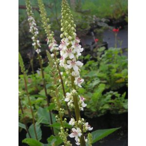 Verbascum chaixii Wedding Candles - Ökörfarkkóró